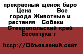 прекрасный щенок биро › Цена ­ 20 000 - Все города Животные и растения » Собаки   . Ставропольский край,Ессентуки г.